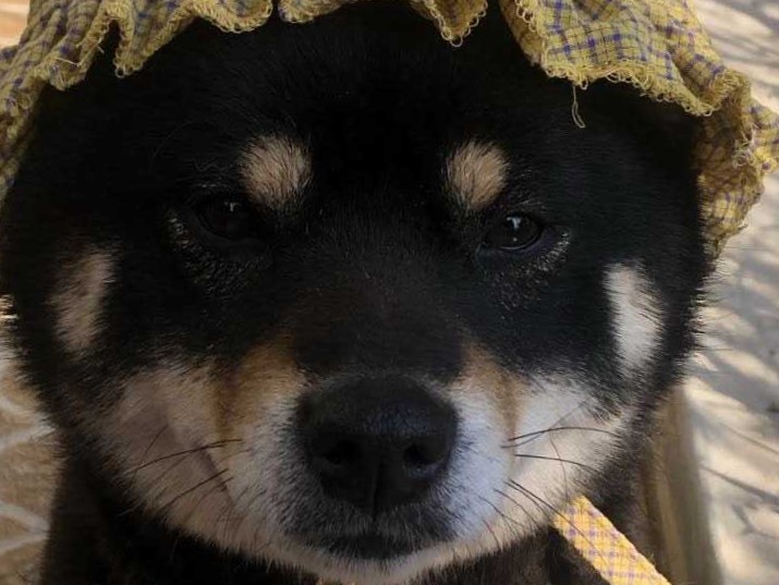 pusk